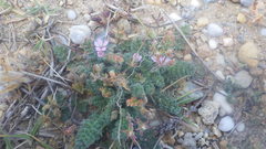 Erodium lebelii