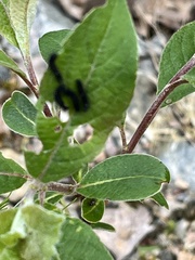 Gonioctena viminalis