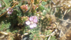 Erodium lebelii