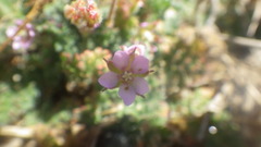 Erodium lebelii