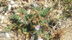 Erodium lebelii