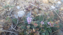 Erodium lebelii