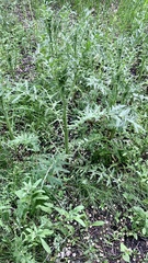 Carduus acanthoides