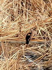Agelaius phoeniceus