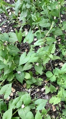 Fallopia convolvulus