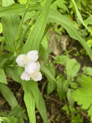 Tradescantia ozarkana