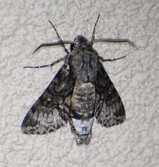 Cautethia spuria