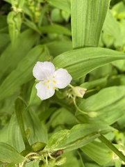 Tradescantia ozarkana