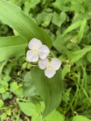 Tradescantia ozarkana