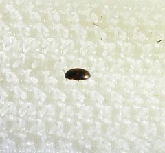 Litargus tetraspilotus