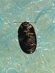 Litargus tetraspilotus