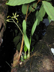 Encyclia guianensis