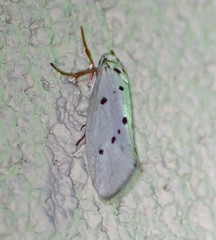 Enaemia basistriga