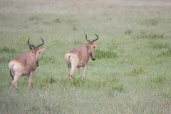 Alcelaphus buselaphus cokii