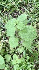 Ballota nigra