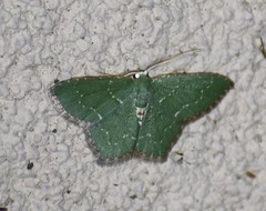 Chloropteryx nordicaria