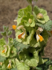 Phlomoides isochila