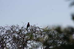 Coracias naevius mosambicus