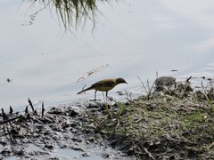 Motacilla flava