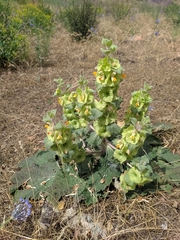 Phlomoides isochila