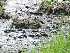 Motacilla flava