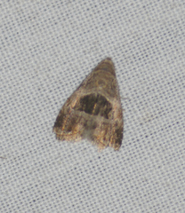 Tripudia rectangula
