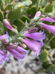 Penstemon carnosus
