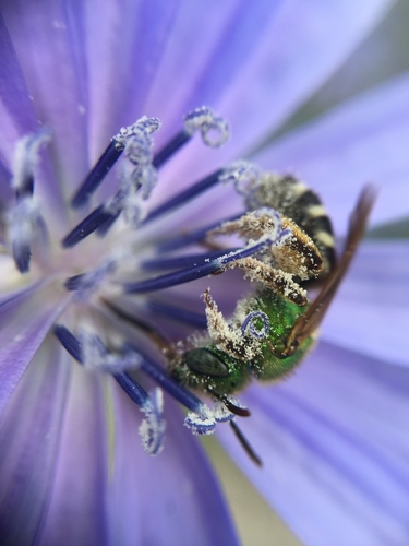 Bicolored Striped Sweat Bee, 7545 Yonge St, Markham, ON, CA, photo 8 of 10