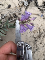 Penstemon carnosus