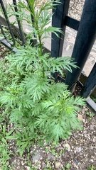 Artemisia vulgaris