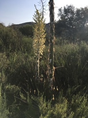 Hesperoyucca