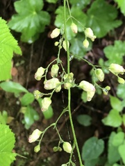 Heuchera longiflora