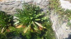 Rumex rupestris