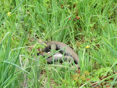 Malpolon monspessulanus