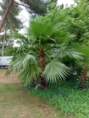 Arecaceae