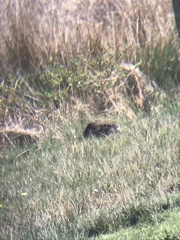 Myocastor coypus