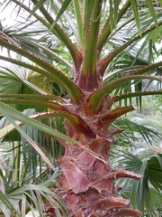 Arecaceae