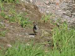 Passer domesticus