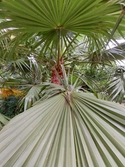 Arecaceae
