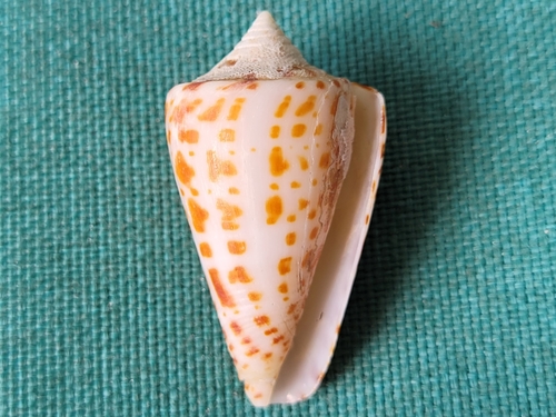 Alphabet Cone
