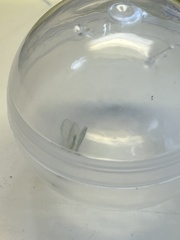 Chrysoperla comanche