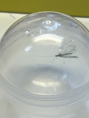 Chrysoperla comanche