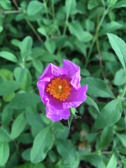 Cistus creticus