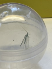 Chrysoperla comanche