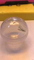 Chrysoperla comanche