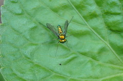 Condylostylus comatus