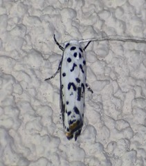 Ethmia bittenella