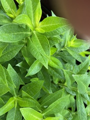 Lysimachia clethroides