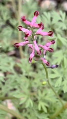 Fumaria schleicheri