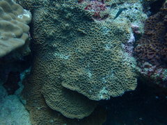 Gardineroseris planulata